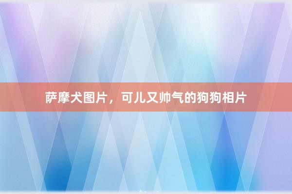萨摩犬图片，可儿又帅气的狗狗相片